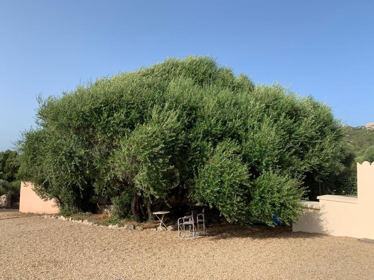 Stazzu Nuraghe Mannucciu ξενώνας Rena Majore Εξωτερικό φωτογραφία